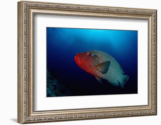 Humpback Wrasse (Cheilinus Undulatus), Indian Ocean.-Reinhard Dirscherl-Framed Photographic Print