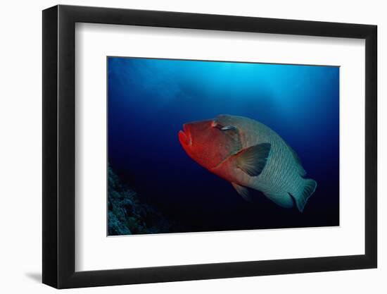 Humpback Wrasse (Cheilinus Undulatus), Indian Ocean.-Reinhard Dirscherl-Framed Photographic Print