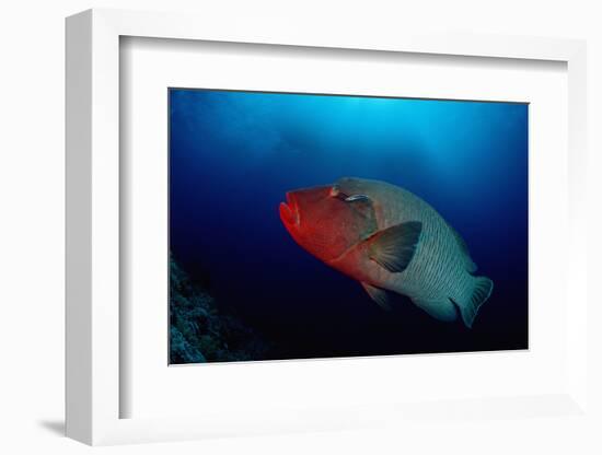 Humpback Wrasse (Cheilinus Undulatus), Indian Ocean.-Reinhard Dirscherl-Framed Photographic Print