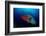 Humpback Wrasse (Cheilinus Undulatus), Indian Ocean.-Reinhard Dirscherl-Framed Photographic Print