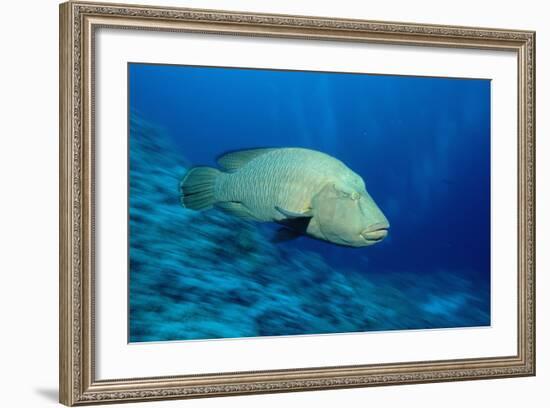 Humpback Wrasse (Cheilinus Undulatus), Indo-Pacific Ocean.-Reinhard Dirscherl-Framed Photographic Print