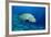 Humpback Wrasse (Cheilinus Undulatus), Indo-Pacific Ocean.-Reinhard Dirscherl-Framed Photographic Print