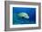 Humpback Wrasse (Cheilinus Undulatus), Indo-Pacific Ocean.-Reinhard Dirscherl-Framed Photographic Print