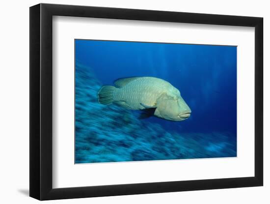 Humpback Wrasse (Cheilinus Undulatus), Indo-Pacific Ocean.-Reinhard Dirscherl-Framed Photographic Print