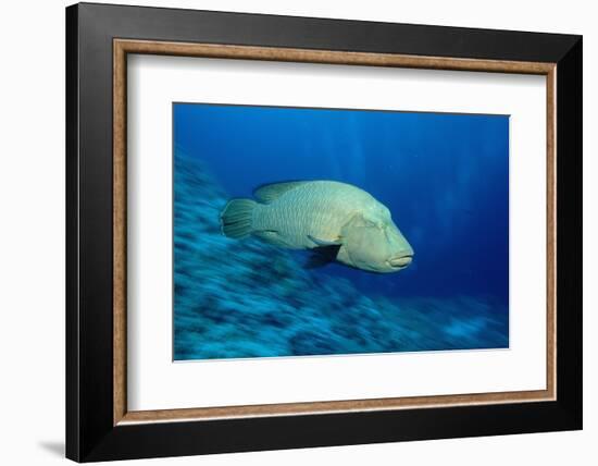 Humpback Wrasse (Cheilinus Undulatus), Indo-Pacific Ocean.-Reinhard Dirscherl-Framed Photographic Print