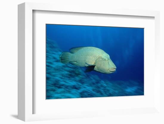 Humpback Wrasse (Cheilinus Undulatus), Indo-Pacific Ocean.-Reinhard Dirscherl-Framed Photographic Print