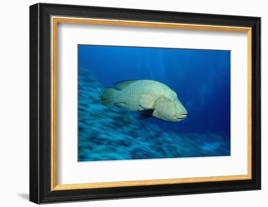 Humpback Wrasse (Cheilinus Undulatus), Indo-Pacific Ocean.-Reinhard Dirscherl-Framed Photographic Print