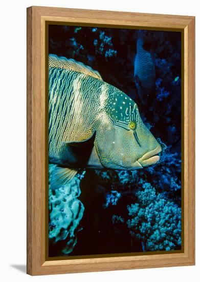 Humphead Wrasse with Soft Corals at Elphinstone Reef, Red Sea, Egypt-Ali Kabas-Framed Premier Image Canvas