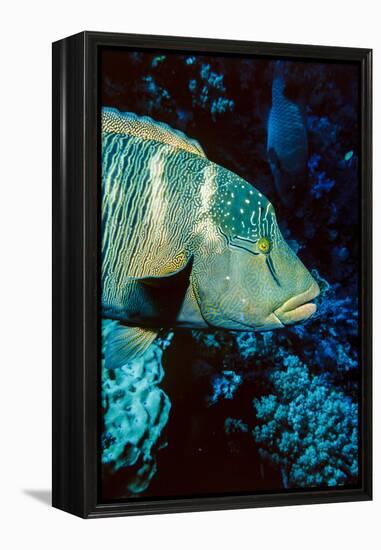 Humphead Wrasse with Soft Corals at Elphinstone Reef, Red Sea, Egypt-Ali Kabas-Framed Premier Image Canvas