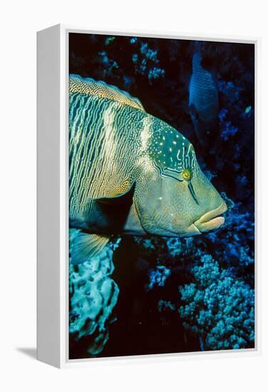 Humphead Wrasse with Soft Corals at Elphinstone Reef, Red Sea, Egypt-Ali Kabas-Framed Premier Image Canvas