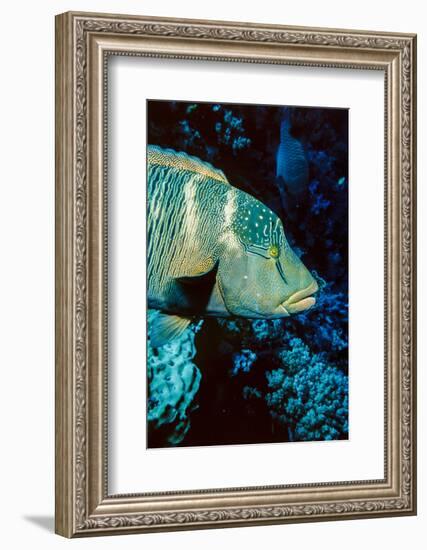 Humphead Wrasse with Soft Corals at Elphinstone Reef, Red Sea, Egypt-Ali Kabas-Framed Photographic Print