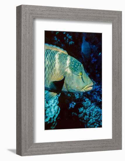 Humphead Wrasse with Soft Corals at Elphinstone Reef, Red Sea, Egypt-Ali Kabas-Framed Photographic Print