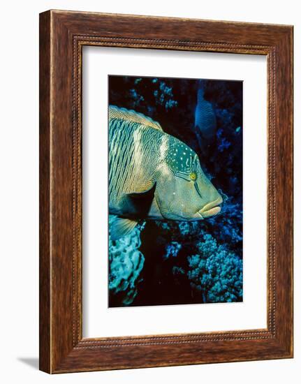 Humphead Wrasse with Soft Corals at Elphinstone Reef, Red Sea, Egypt-Ali Kabas-Framed Photographic Print