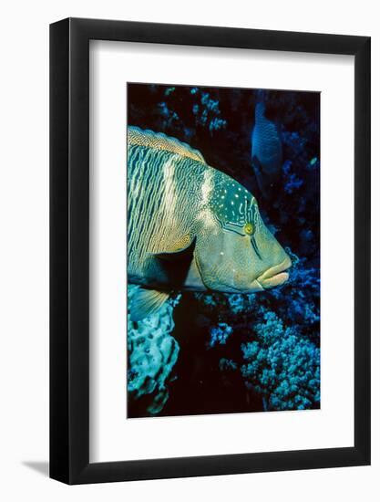 Humphead Wrasse with Soft Corals at Elphinstone Reef, Red Sea, Egypt-Ali Kabas-Framed Photographic Print