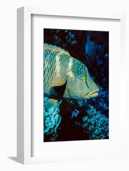 Humphead Wrasse with Soft Corals at Elphinstone Reef, Red Sea, Egypt-Ali Kabas-Framed Photographic Print