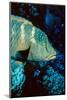 Humphead Wrasse with Soft Corals at Elphinstone Reef, Red Sea, Egypt-Ali Kabas-Mounted Photographic Print