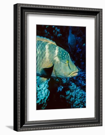 Humphead Wrasse with Soft Corals at Elphinstone Reef, Red Sea, Egypt-Ali Kabas-Framed Photographic Print