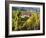 Hunawihr, Alsatian Wine Route, Alsace Region, Haut-Rhin, France-Walter Bibikow-Framed Photographic Print