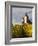 Hunawihr, Alsatian Wine Route, Alsace Region, Haut-Rhin, France-Walter Bibikow-Framed Photographic Print