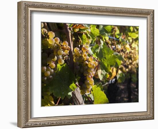 Hunawihr, Alsatian Wine Route, Alsace Region, Haut-Rhin, France-Walter Bibikow-Framed Photographic Print