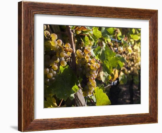 Hunawihr, Alsatian Wine Route, Alsace Region, Haut-Rhin, France-Walter Bibikow-Framed Photographic Print