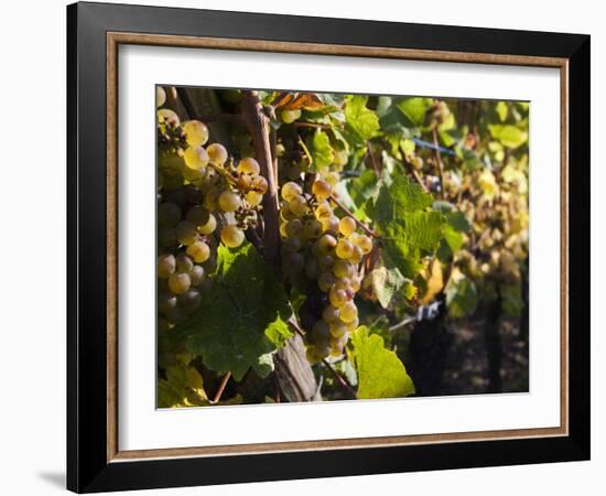 Hunawihr, Alsatian Wine Route, Alsace Region, Haut-Rhin, France-Walter Bibikow-Framed Photographic Print