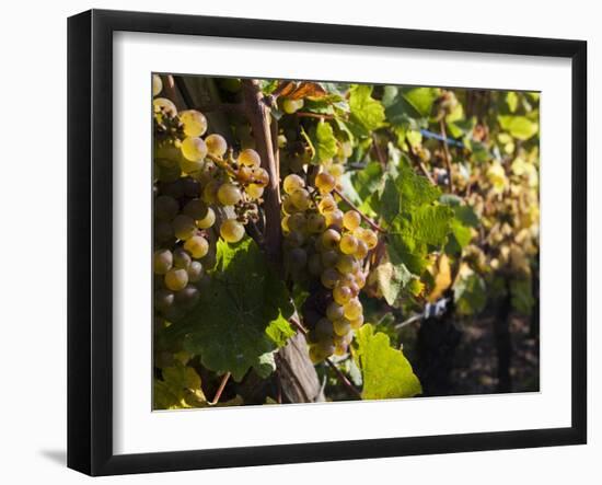 Hunawihr, Alsatian Wine Route, Alsace Region, Haut-Rhin, France-Walter Bibikow-Framed Photographic Print