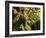 Hunawihr, Alsatian Wine Route, Alsace Region, Haut-Rhin, France-Walter Bibikow-Framed Photographic Print