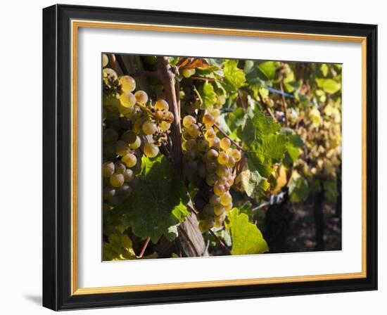 Hunawihr, Alsatian Wine Route, Alsace Region, Haut-Rhin, France-Walter Bibikow-Framed Photographic Print