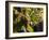 Hunawihr, Alsatian Wine Route, Alsace Region, Haut-Rhin, France-Walter Bibikow-Framed Photographic Print