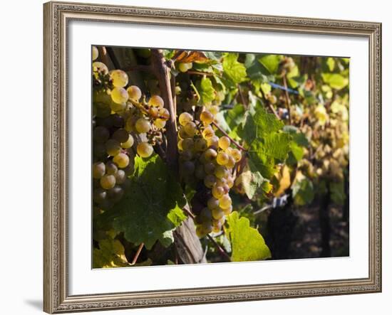 Hunawihr, Alsatian Wine Route, Alsace Region, Haut-Rhin, France-Walter Bibikow-Framed Photographic Print