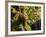 Hunawihr, Alsatian Wine Route, Alsace Region, Haut-Rhin, France-Walter Bibikow-Framed Photographic Print