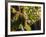 Hunawihr, Alsatian Wine Route, Alsace Region, Haut-Rhin, France-Walter Bibikow-Framed Photographic Print