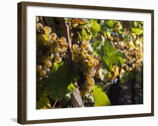 Hunawihr, Alsatian Wine Route, Alsace Region, Haut-Rhin, France-Walter Bibikow-Framed Photographic Print