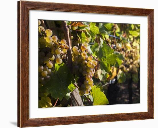 Hunawihr, Alsatian Wine Route, Alsace Region, Haut-Rhin, France-Walter Bibikow-Framed Photographic Print