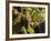 Hunawihr, Alsatian Wine Route, Alsace Region, Haut-Rhin, France-Walter Bibikow-Framed Photographic Print