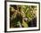 Hunawihr, Alsatian Wine Route, Alsace Region, Haut-Rhin, France-Walter Bibikow-Framed Photographic Print