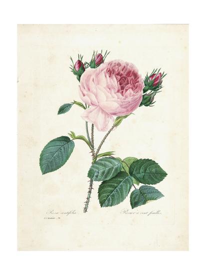 Hundred Leaved Rose From Choix Des Plus Belles Fleurs Et Des Plus Beaux Fruits Vol I 1827 33 Giclee Print By Pierre Joseph Redouté Artcom