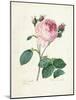 Hundred-Leaved Rose, from 'Choix Des Plus Belles Fleurs Et Des Plus Beaux Fruits', Vol. I, 1827-33-Pierre-Joseph Redouté-Mounted Giclee Print