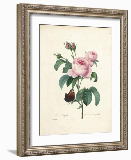 Hundred-Leaved Rose-Pierre Joseph Redout?-Framed Giclee Print