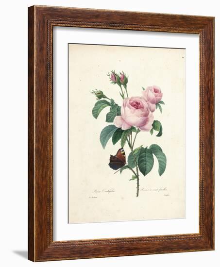 Hundred-Leaved Rose-Pierre Joseph Redout?-Framed Giclee Print