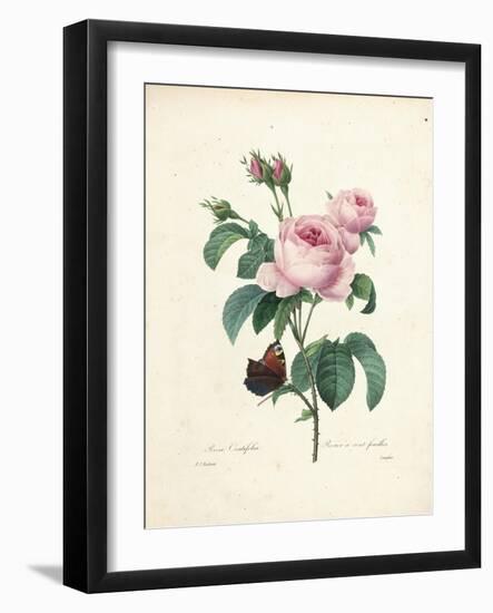 Hundred-Leaved Rose-Pierre Joseph Redout?-Framed Giclee Print