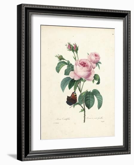 Hundred-Leaved Rose-Pierre Joseph Redout?-Framed Giclee Print