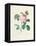 Hundred-Leaved Rose-Pierre Joseph Redout?-Framed Premier Image Canvas