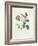 Hundred-Leaved Rose-Pierre Joseph Redout?-Framed Giclee Print