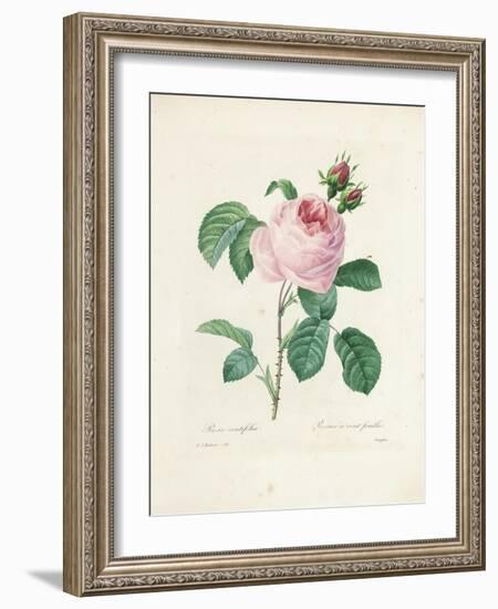 Hundred-Leaved Rose-Pierre Joseph Redout?-Framed Giclee Print