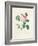 Hundred-Leaved Rose-Pierre Joseph Redout?-Framed Giclee Print