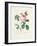 Hundred-Leaved Rose-Pierre Joseph Redout?-Framed Giclee Print