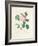 Hundred-Leaved Rose-Pierre Joseph Redout?-Framed Giclee Print