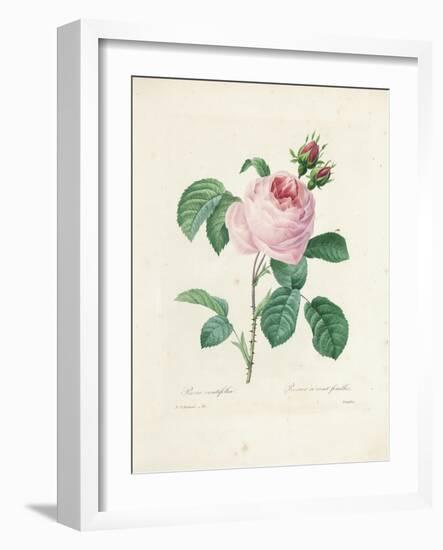 Hundred-Leaved Rose-Pierre Joseph Redout?-Framed Giclee Print